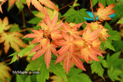 - Acer palmatum 'Dragon Master' Golden Weeping Japanese Maple - Mr Maple │ Buy Japanese Maple Trees