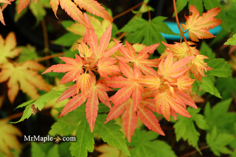 - Acer palmatum 'Dragon Master' Golden Weeping Japanese Maple - Mr Maple │ Buy Japanese Maple Trees