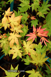 - Acer palmatum 'Dragon Master' Golden Weeping Japanese Maple - Mr Maple │ Buy Japanese Maple Trees