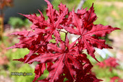 - Acer palmatum 'Dark Knight' Japanese Maple - Mr Maple │ Buy Japanese Maple Trees
