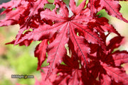 - Acer palmatum 'Dark Knight' Japanese Maple - Mr Maple │ Buy Japanese Maple Trees