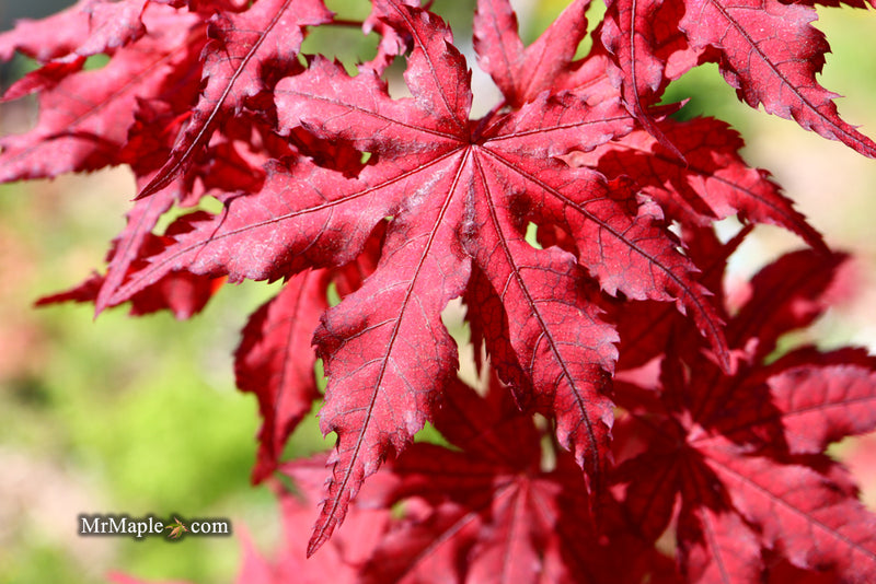 - Acer palmatum 'Dark Knight' Japanese Maple - Mr Maple │ Buy Japanese Maple Trees