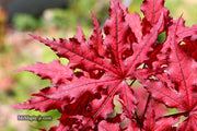 - Acer palmatum 'Dark Knight' Japanese Maple - Mr Maple │ Buy Japanese Maple Trees