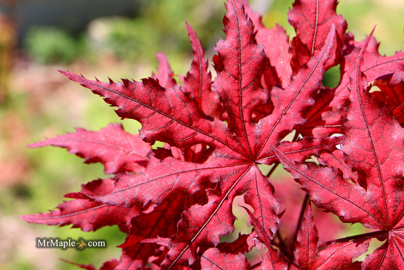 - Acer palmatum 'Dark Knight' Japanese Maple - Mr Maple │ Buy Japanese Maple Trees