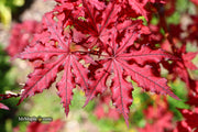- Acer palmatum 'Dark Knight' Japanese Maple - Mr Maple │ Buy Japanese Maple Trees