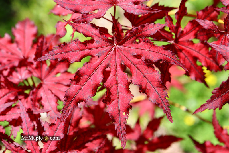 - Acer palmatum 'Dark Knight' Japanese Maple - Mr Maple │ Buy Japanese Maple Trees