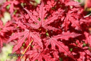 - Acer palmatum 'Dark Knight' Japanese Maple - Mr Maple │ Buy Japanese Maple Trees