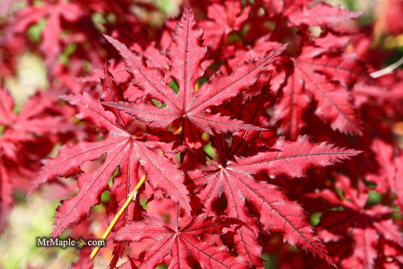 - Acer palmatum 'Dark Knight' Japanese Maple - Mr Maple │ Buy Japanese Maple Trees