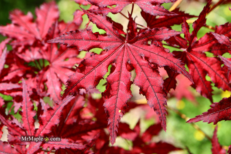 - Acer palmatum 'Dark Knight' Japanese Maple - Mr Maple │ Buy Japanese Maple Trees