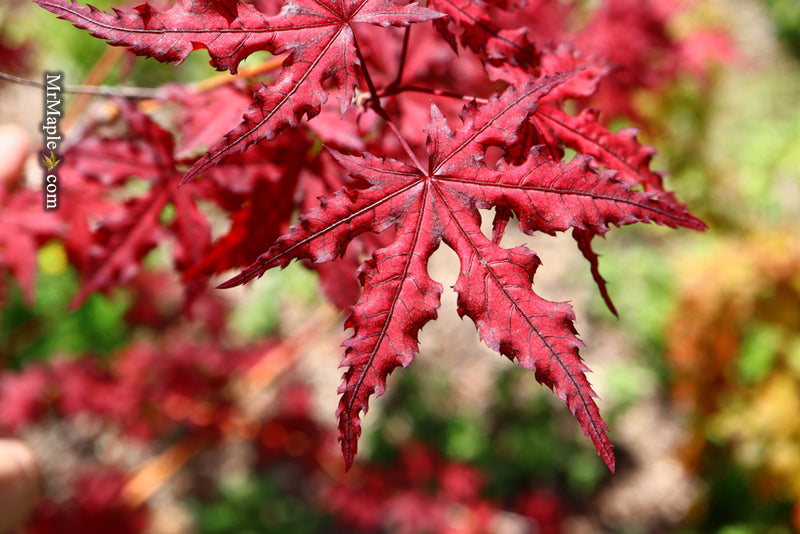 - Acer palmatum 'Dark Knight' Japanese Maple - Mr Maple │ Buy Japanese Maple Trees