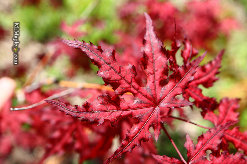 - Acer palmatum 'Dark Knight' Japanese Maple - Mr Maple │ Buy Japanese Maple Trees