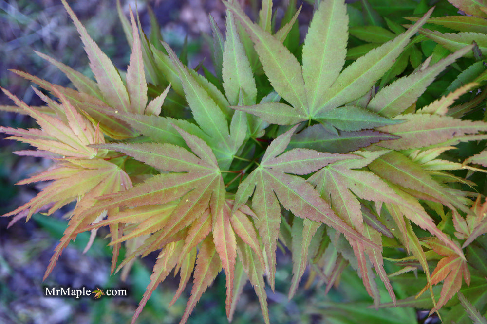 Acer palmatum 'Munnkawa yatsabusa' Rare Dwarf Japanese Maple