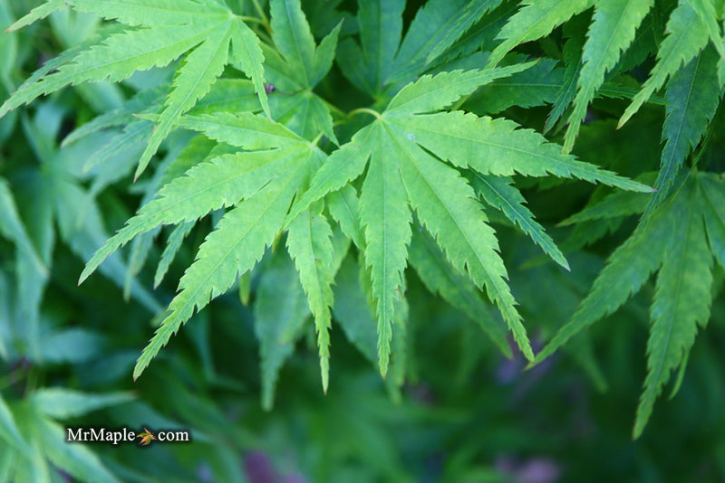 - Acer palmatum 'Tattoo' Dwarf Japanese Maple - Mr Maple │ Buy Japanese Maple Trees