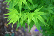 - Acer palmatum 'Tattoo' Dwarf Japanese Maple - Mr Maple │ Buy Japanese Maple Trees