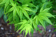 - Acer palmatum 'Tattoo' Dwarf Japanese Maple - Mr Maple │ Buy Japanese Maple Trees
