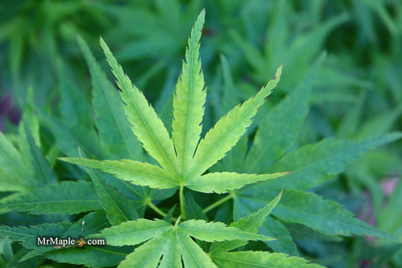 - Acer palmatum 'Tattoo' Dwarf Japanese Maple - Mr Maple │ Buy Japanese Maple Trees