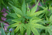 - Acer palmatum 'Tattoo' Dwarf Japanese Maple - Mr Maple │ Buy Japanese Maple Trees