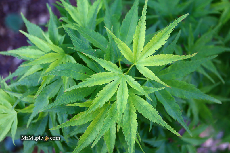 - Acer palmatum 'Tattoo' Dwarf Japanese Maple - Mr Maple │ Buy Japanese Maple Trees