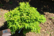 - Acer palmatum Kryptonite™ Japanese Maple - Mr Maple │ Buy Japanese Maple Trees