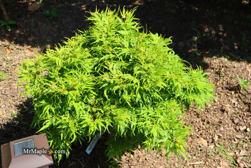 - Acer palmatum Kryptonite™ Japanese Maple - Mr Maple │ Buy Japanese Maple Trees