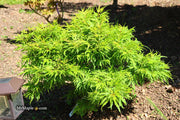 - Acer palmatum Kryptonite™ Japanese Maple - Mr Maple │ Buy Japanese Maple Trees