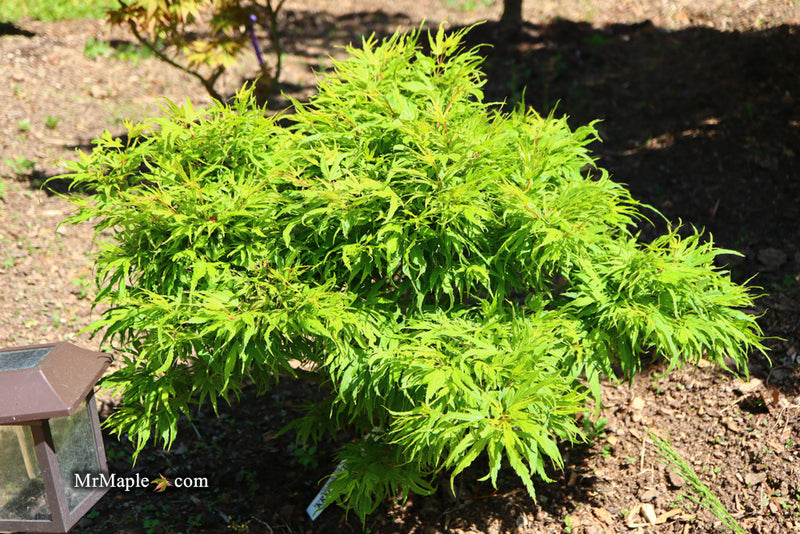 - Acer palmatum Kryptonite™ Japanese Maple - Mr Maple │ Buy Japanese Maple Trees