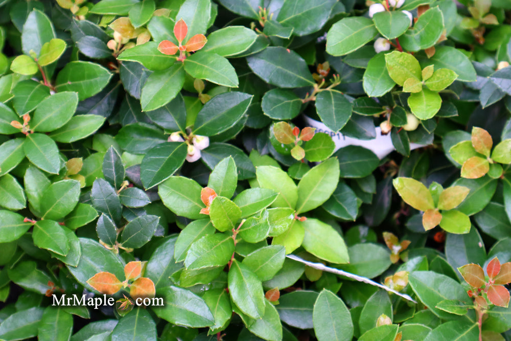 Gaultheria procumbens 'Peppermint Pearl' Wintergreen Teaberry