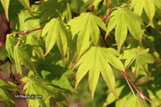- Acer palmatum 'Rikuzen shidare' Weeping Japanese Maple - Mr Maple │ Buy Japanese Maple Trees
