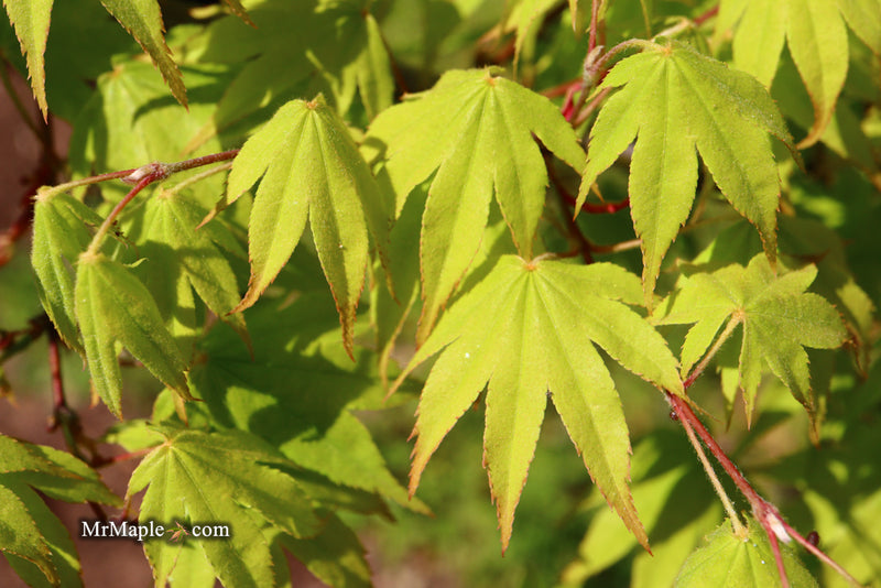 - Acer palmatum 'Rikuzen shidare' Weeping Japanese Maple - Mr Maple │ Buy Japanese Maple Trees