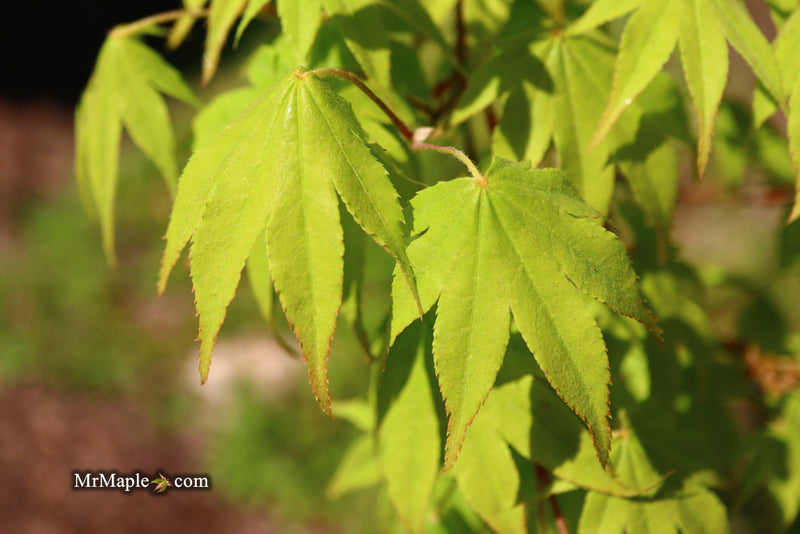- Acer palmatum 'Rikuzen shidare' Weeping Japanese Maple - Mr Maple │ Buy Japanese Maple Trees