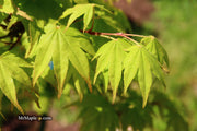 - Acer palmatum 'Rikuzen shidare' Weeping Japanese Maple - Mr Maple │ Buy Japanese Maple Trees