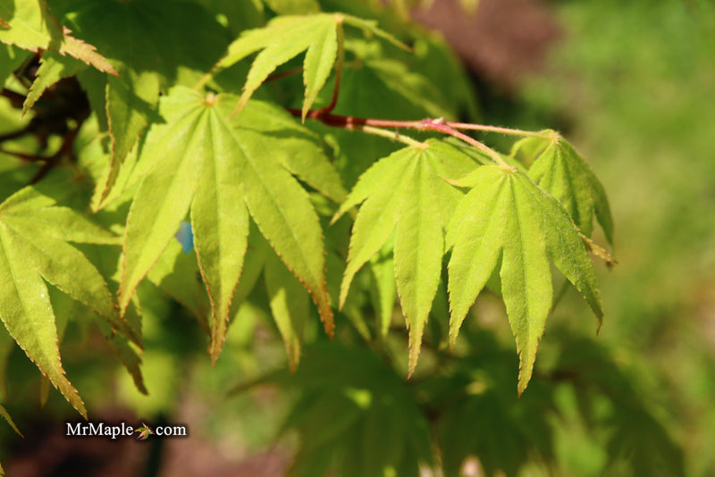 - Acer palmatum 'Rikuzen shidare' Weeping Japanese Maple - Mr Maple │ Buy Japanese Maple Trees