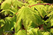 - Acer palmatum 'Rikuzen shidare' Weeping Japanese Maple - Mr Maple │ Buy Japanese Maple Trees
