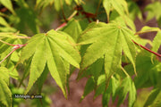 - Acer palmatum 'Rikuzen shidare' Weeping Japanese Maple - Mr Maple │ Buy Japanese Maple Trees