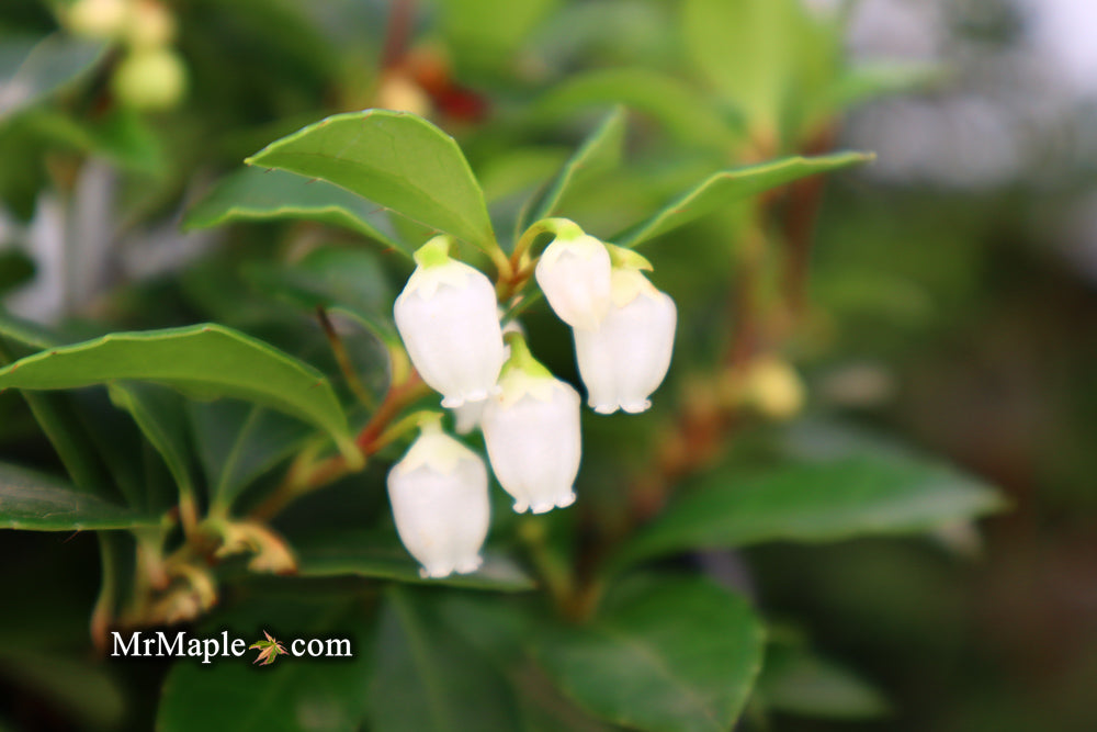 Gaultheria procumbens 'Peppermint Pearl' Wintergreen Teaberry
