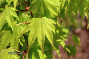 - Acer palmatum 'Rikuzen shidare' Weeping Japanese Maple - Mr Maple │ Buy Japanese Maple Trees