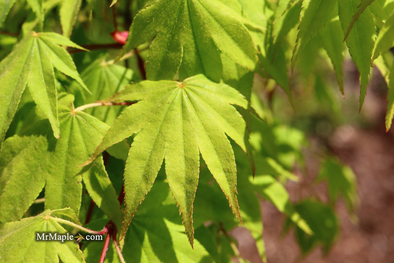 - Acer palmatum 'Rikuzen shidare' Weeping Japanese Maple - Mr Maple │ Buy Japanese Maple Trees