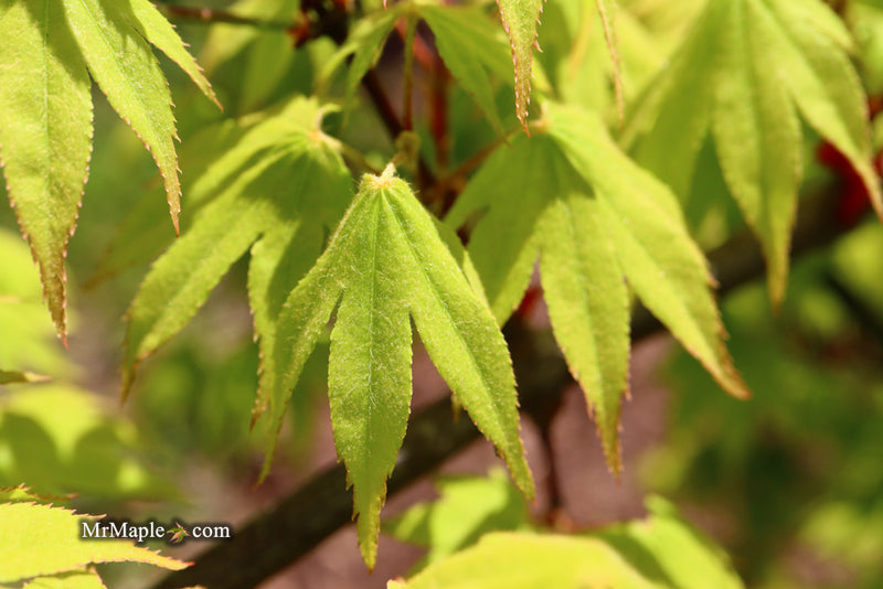 - Acer palmatum 'Rikuzen shidare' Weeping Japanese Maple - Mr Maple │ Buy Japanese Maple Trees