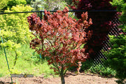 - Acer palmatum 'Kurenai jishi' Red Lion Japanese Maple - Mr Maple │ Buy Japanese Maple Trees
