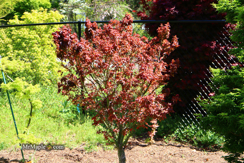- Acer palmatum 'Kurenai jishi' Red Lion Japanese Maple - Mr Maple │ Buy Japanese Maple Trees