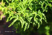 - Acer palmatum 'Shishigashira' Lion's Head Japanese Maple - Mr Maple │ Buy Japanese Maple Trees