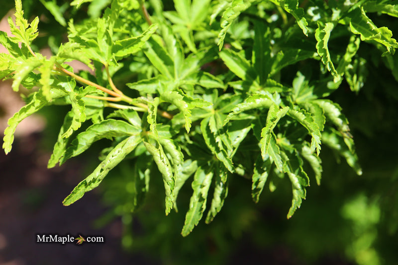 - Acer palmatum 'Shishigashira' Lion's Head Japanese Maple - Mr Maple │ Buy Japanese Maple Trees