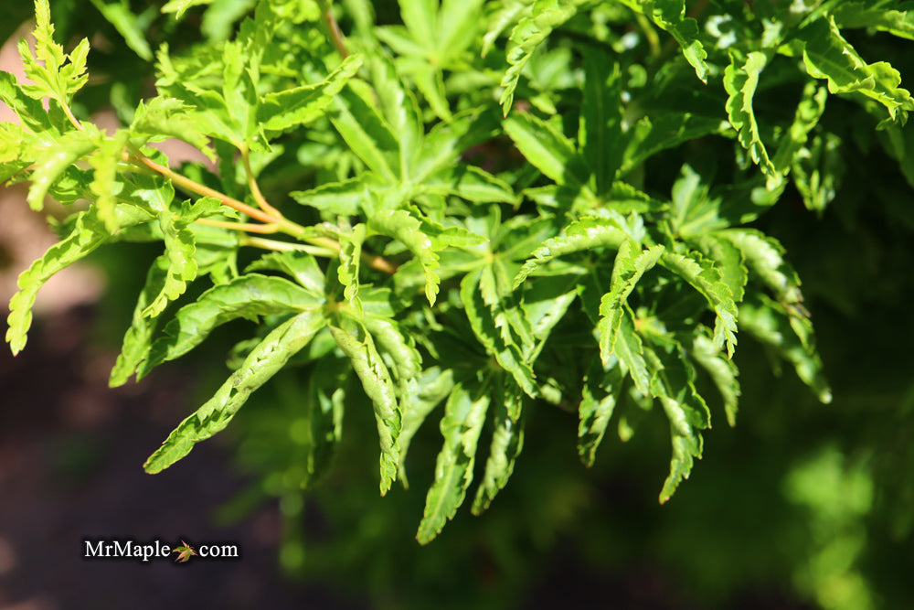 Acer palmatum 'Shishigashira' Lion's Head Japanese Maple