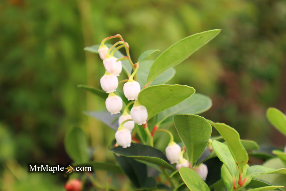 Gaultheria procumbens 'Cherry Berries' Wintergreen Teaberry