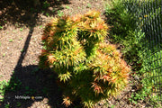 - Acer palmatum 'Mystic Mikawa' Miniature Japanese Maple - Mr Maple │ Buy Japanese Maple Trees