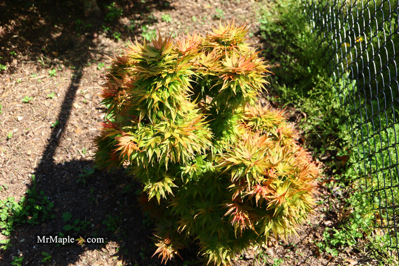 - Acer palmatum 'Mystic Mikawa' Miniature Japanese Maple - Mr Maple │ Buy Japanese Maple Trees