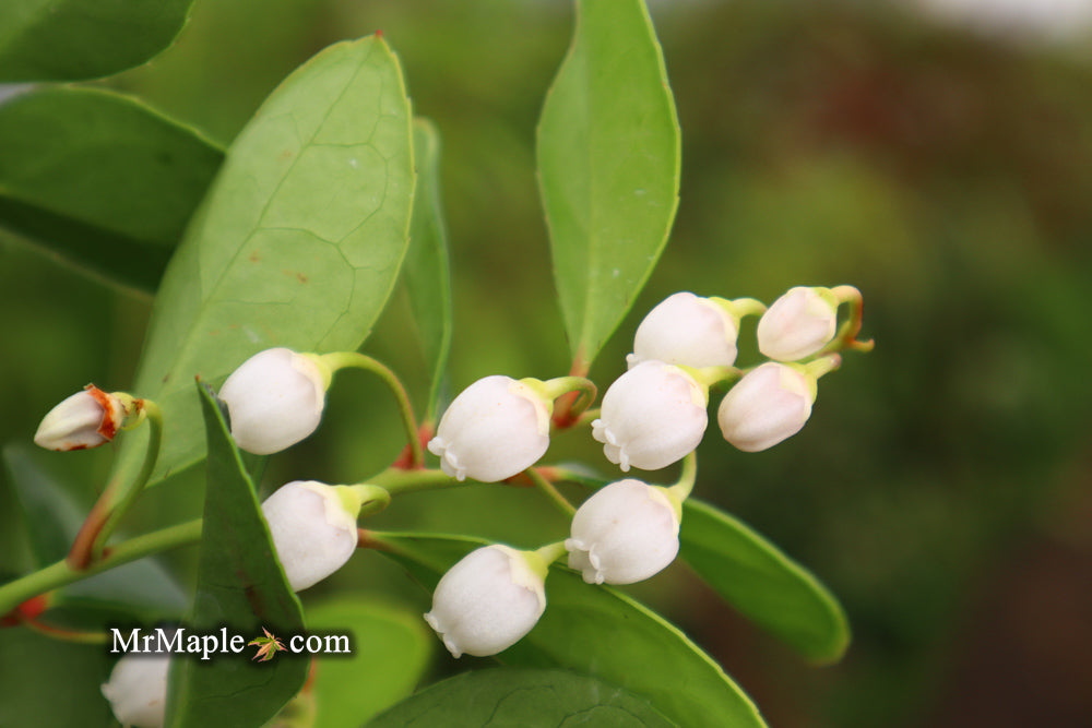 Gaultheria procumbens 'Cherry Berries' Wintergreen Teaberry