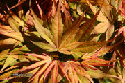 - Acer palmatum 'Mystic Mikawa' Miniature Japanese Maple - Mr Maple │ Buy Japanese Maple Trees