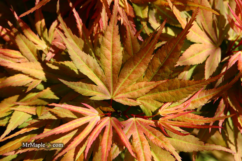 - Acer palmatum 'Mystic Mikawa' Miniature Japanese Maple - Mr Maple │ Buy Japanese Maple Trees