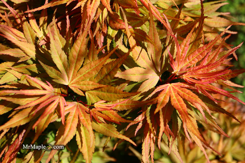 - Acer palmatum 'Mystic Mikawa' Miniature Japanese Maple - Mr Maple │ Buy Japanese Maple Trees